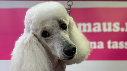 Isovillakoiran trimmaus (lyhyt kesämalli) ja trimmauskoneen suositus (Heiniger)