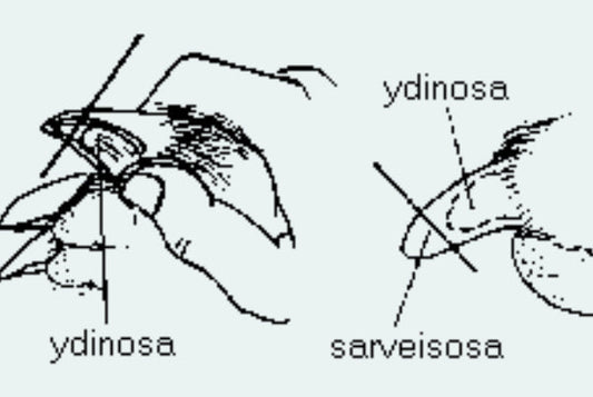 Miksi koiran kynsiä tulee leikata säännöllisesti?