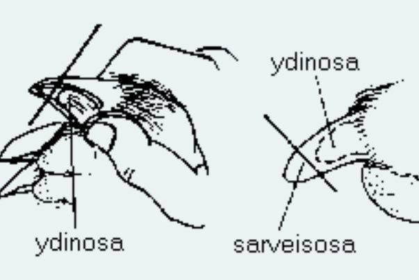 Miksi koiran kynsiä tulee leikata säännöllisesti?