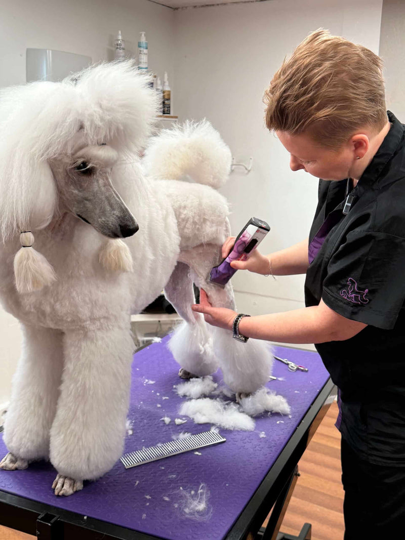 Paras trimmauskone koiralle – vinkkejä koti- ja ammattitrimmaajalle