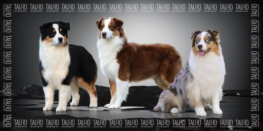 Tauro mikrokuitupyyhe australianpaimenkoira