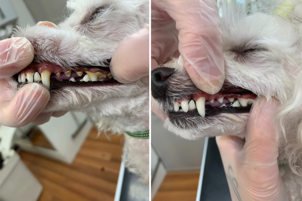 koiran hampaiden