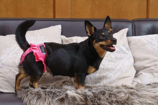 Musta pieni koira sohvalla ja koiran päällä pinkit Ballerina-juoksuhousut