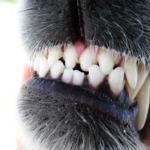 Näin hoidat koirasi hampaat hellästi ja tehokkaasti kotona