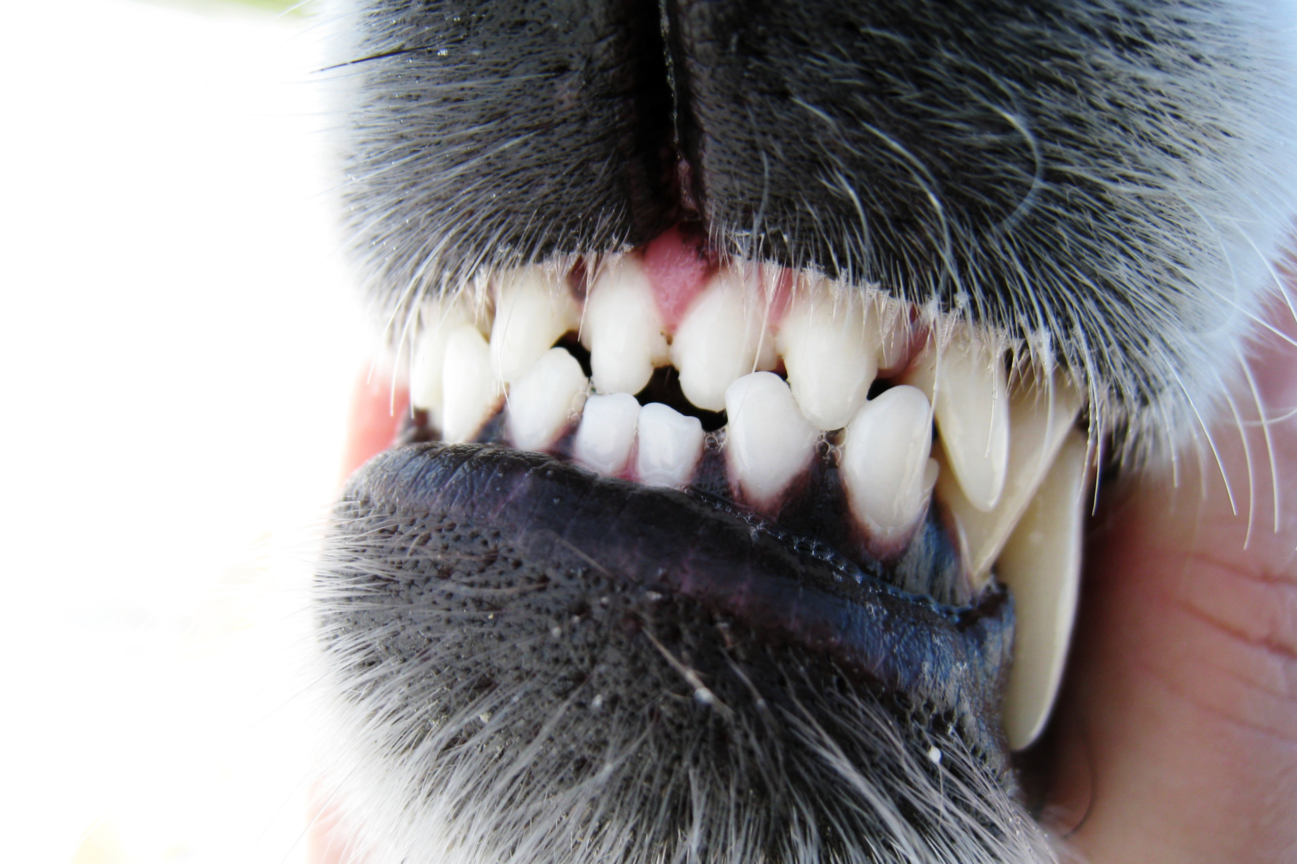 You are currently viewing Näin hoidat koirasi hampaat hellästi ja tehokkaasti kotona