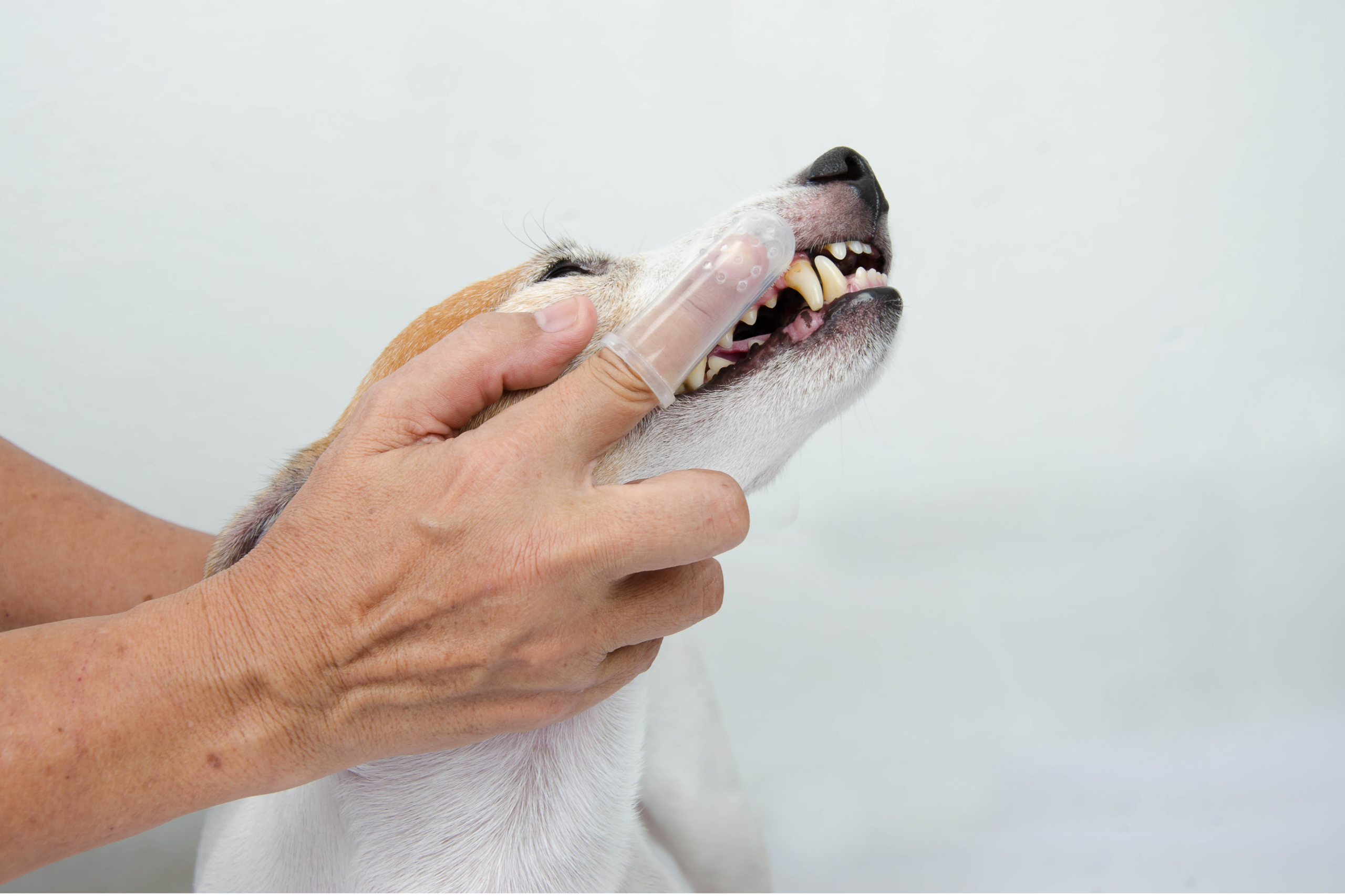 You are currently viewing 3 toimivaa vaihtoehtoa koiran hampaiden hoitoon